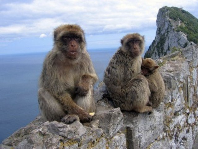 Берберийские макаки на горе Гибралтар