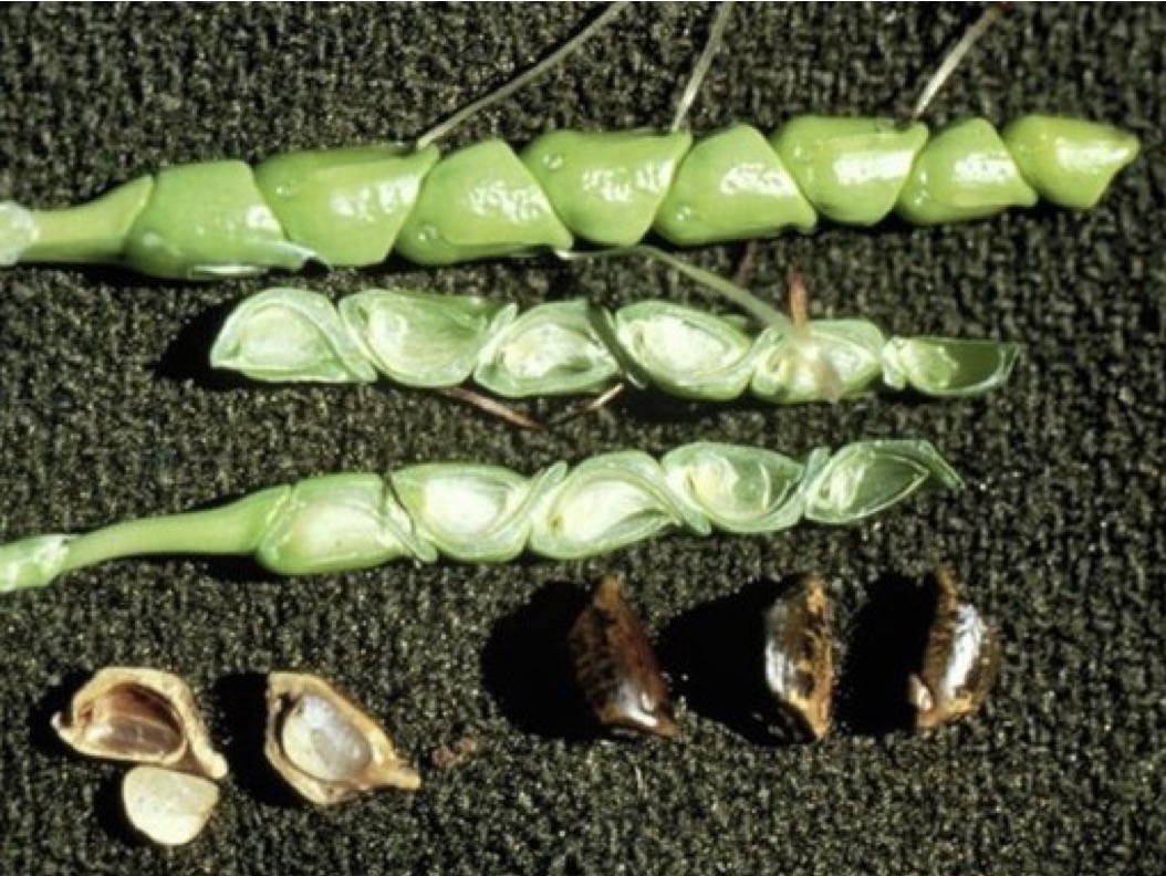 Тeoсинтe – предок современной кукурузы
