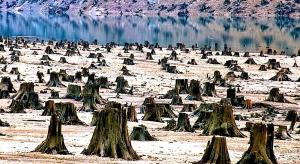 Уцелели в лихие годы, сегодня под угрозой?