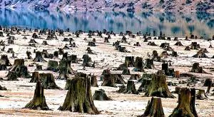 Уцелели в лихие годы, сегодня под угрозой?