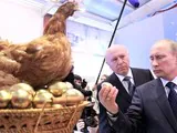 Убить ту самую курицу?!