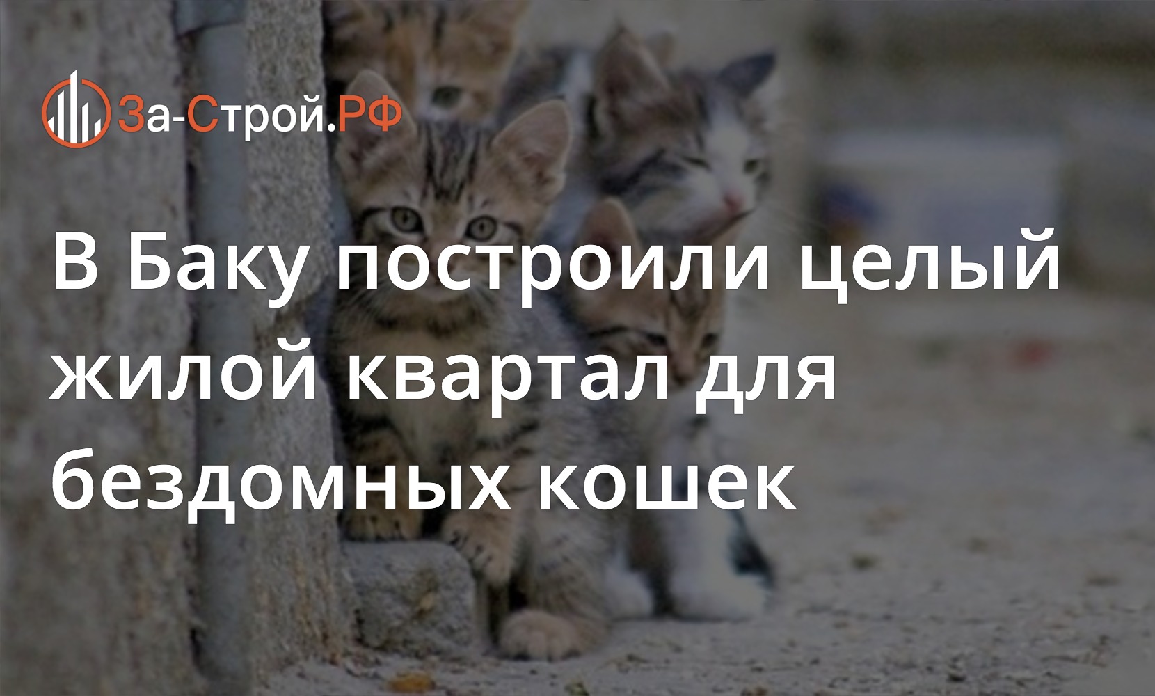 В Баку построили целый жилой квартал для бездомных кошек