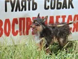 Городские акры для Шарика
