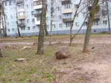 Пеньков всё больше
