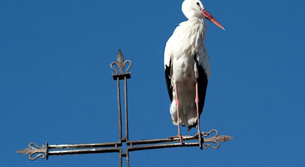 «Аистёнок» сильно клюнул компфонд