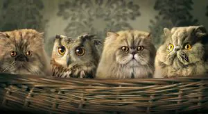 Свои среди чужих, чужие среди своих