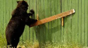 Захлопнуть калитку для «субчика»