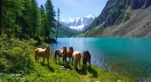 Готовим ИЖС по-алтайски