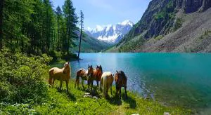 Готовим ИЖС по-алтайски