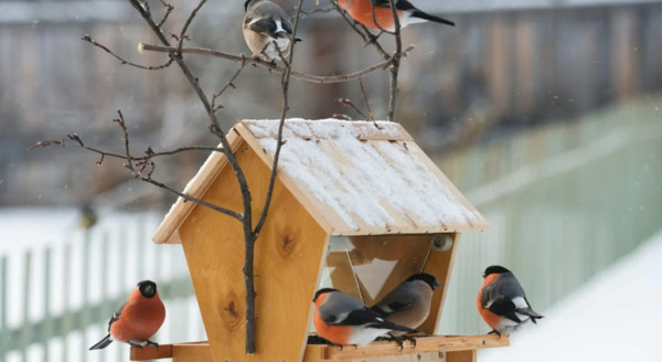Приучите птиц в мороз к своему окну