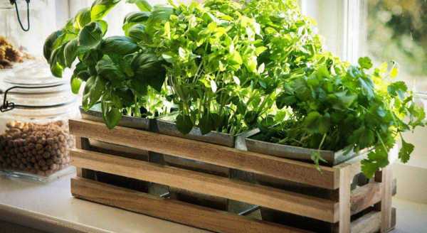 Как выращивать свежую зелень на кухне?
