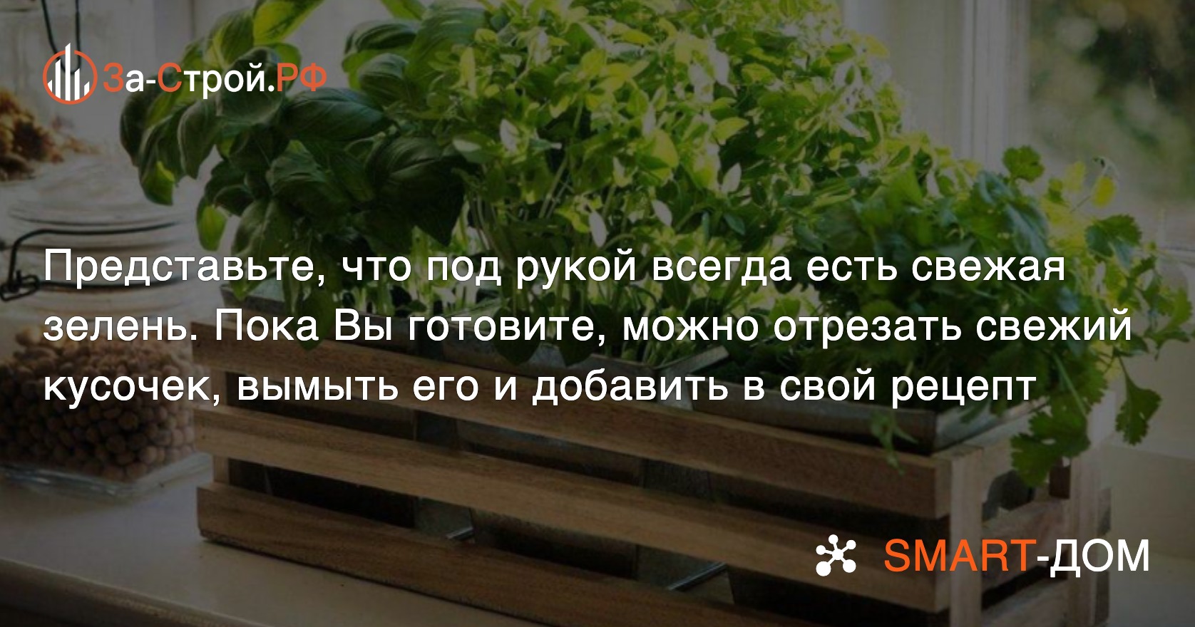 Как можно выращивать свежую зелень на кухне?