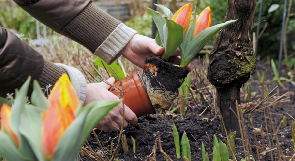 Как правильно сажать тюльпаны?