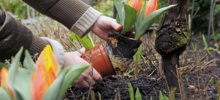 Как правильно сажать тюльпаны?