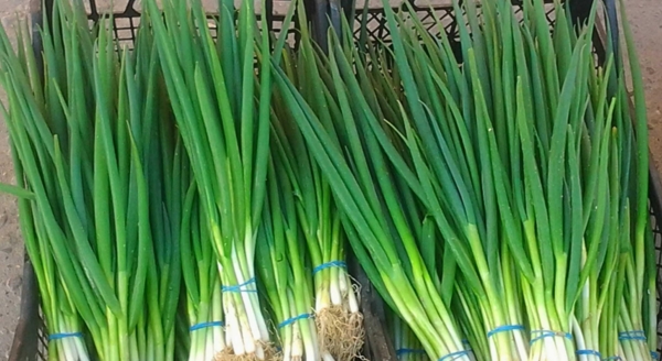 Выращиваем лук на зелень