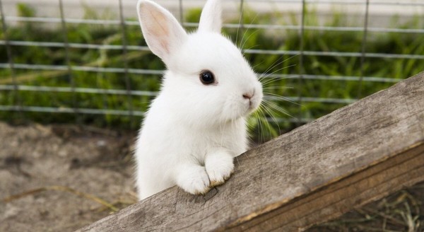 Кролики – это не только ценный мех!