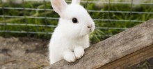Кролики – это не только ценный мех!