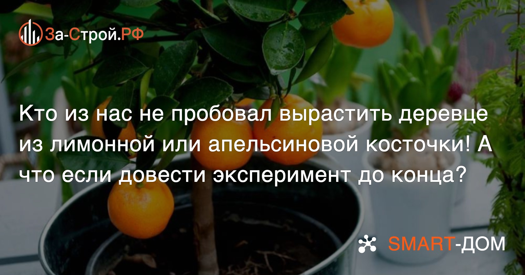 О выращивании апельсина из косточки: как прорастить семечко, уход за ростком