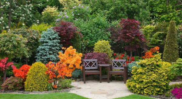 Многолетние кустарники для вашего сада
