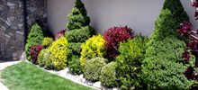 Холодостойкие и вечнозелёные растения для дизайна