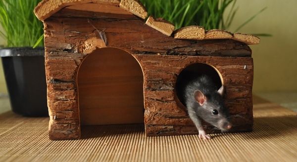 Решаем жилищный вопрос для крысы