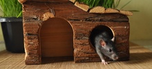 Решаем жилищный вопрос для крысы