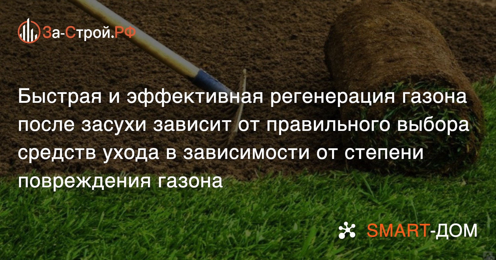 Как восстановить сухой газон?