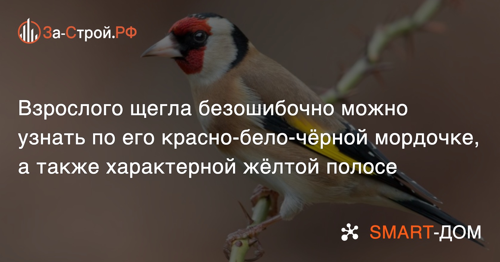 Щегол. Обо всем. - стр. 52 - Щегол - ПЕВЧИЕ ПТИЦЫ