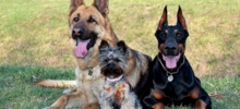 Пять лучших пород охранных собак