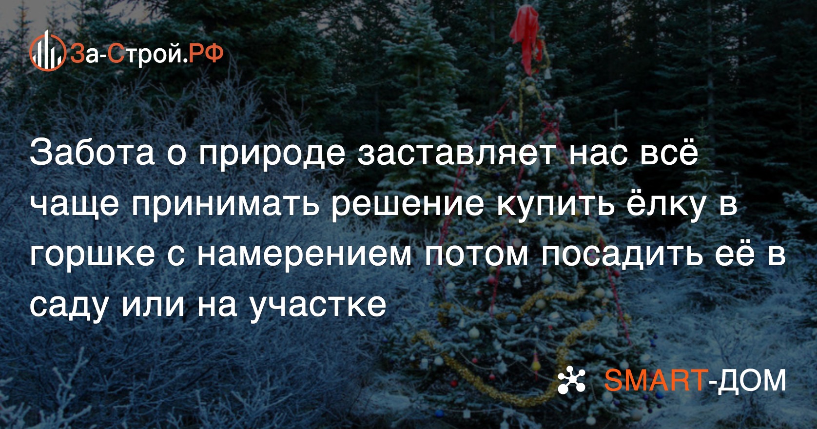 В лесу родилась ёлочка, в саду теперь растёт