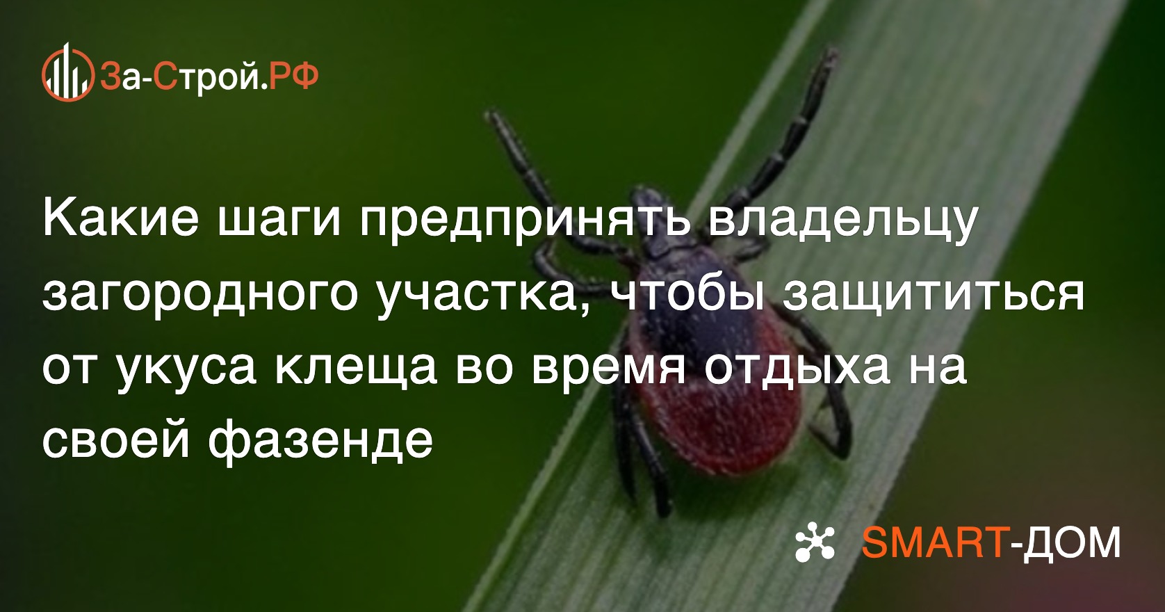 Полезные советы, как защититься от клещей на своём приусадебном участке