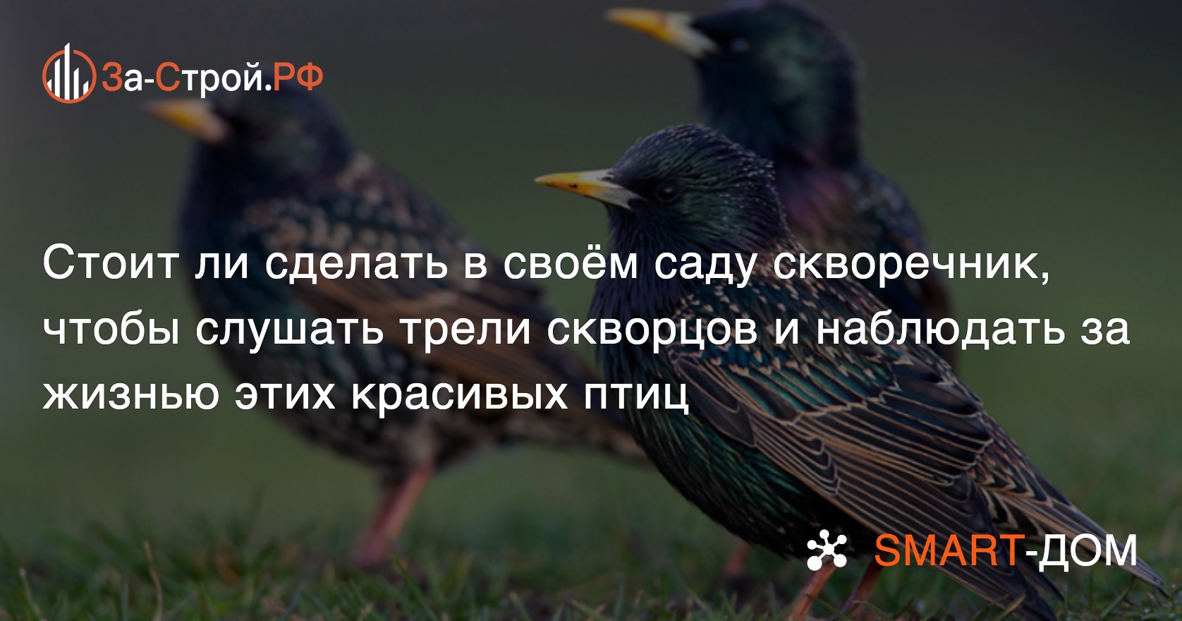 Скворечник в своём саду - стоит ли это делать