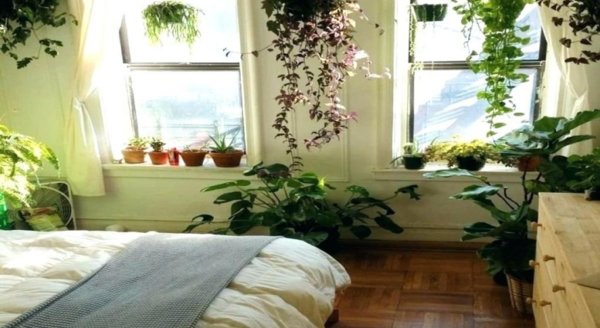 Топ-10 растений для спальни