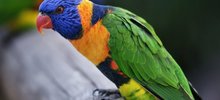 Птица говорун, отличается умом и сообразительностью