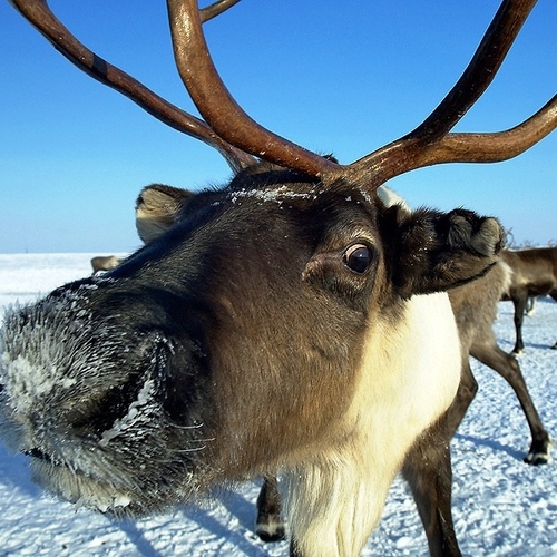 Северный Олень